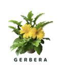 Gerbera(ガーベラ)