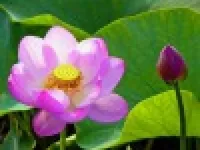 お墓まいり代行 ハスの花