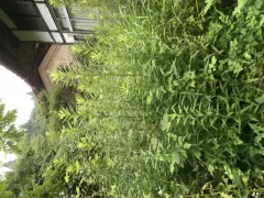 草刈りの作業前