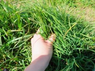 ＜女性スタッフ指定OK＞隅々まで草をむしります！損害賠償保険◎