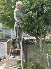 庭木の剪定,刈込,伐採、草刈り