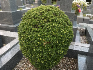Before image