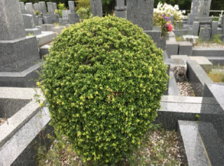 After image