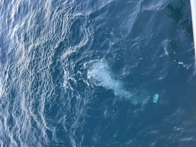 母なる海に還る・海洋散骨サービスのサービス写真